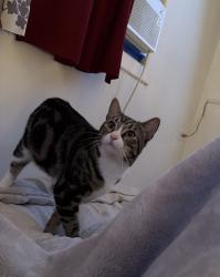 Lost Male Cat last seen Hudson street, Freehold, NJ 07728