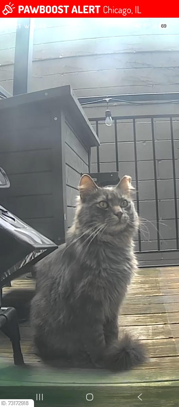Lost Male Cat last seen North Ave and Bosworth Ave, Chicago, IL 60642