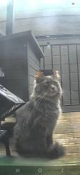 Lost Male Cat last seen North Ave and Bosworth Ave, Chicago, IL 60642