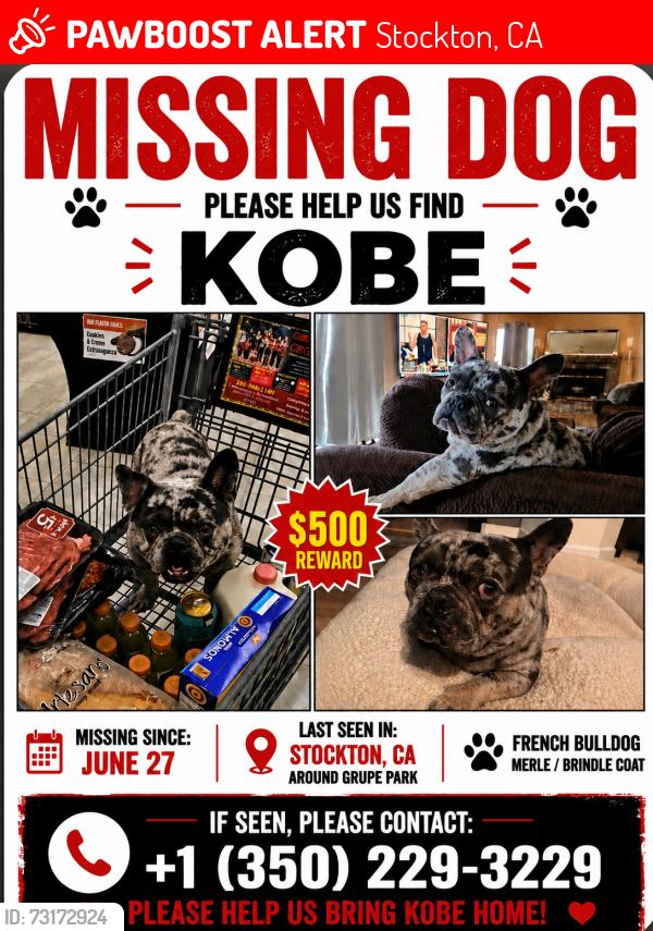 Lost Male Dog last seen Benjamin Holt Dr, Stockton, CA 95219