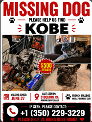 Lost Male Dog last seen Benjamin Holt Dr, Stockton, CA 95219