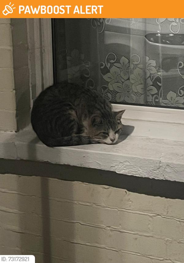 Found/Stray Unknown Cat last seen Seymour Rd Leyton, Greater London, England 