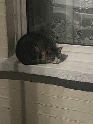 Found/Stray Unknown Cat last seen Seymour Rd Leyton, Greater London, England 