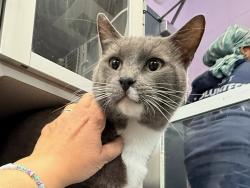 Shelter Stray Male Cat last seen Near Hughes Avenue, BRONX, NY, 10454, 326 E 110th St, New York, NY 10029, USA