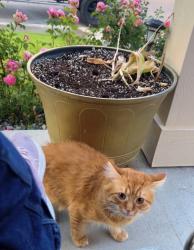 Lost Male Cat last seen Near, Aurora, CO 80015
