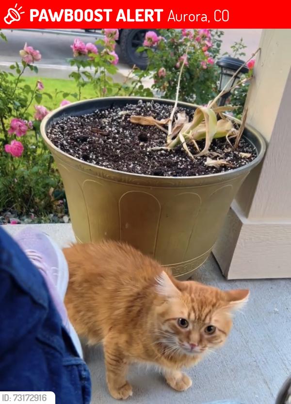 Lost Male Cat last seen Near, Aurora, CO 80015