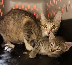 Shelter Stray Female Cat last seen Baldwin Avenue, OAKLAND, CA, 94621, 8323 Baldwin St, Oakland, CA 94621, USA