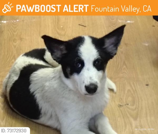Found/Stray Male Dog last seen Talbert Ave & Magnolia, Fountain Valley, CA 92708