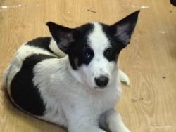 Found/Stray Male Dog last seen Talbert Ave & Magnolia, Fountain Valley, CA 92708