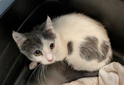 Shelter Stray Female Cat last seen 43rd Street, San Diego, CA, 92113, 5500 Gaines St, San Diego, CA 92110, USA