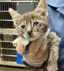 Shelter Stray Male Cat last seen Near S Pueblo Street, SALT LAKE CITY, UT, 84104, 511 W 3900 S, Salt Lake City, UT 84123, USA