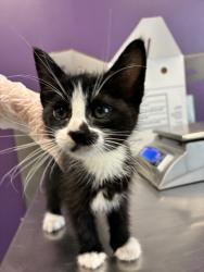 Shelter Stray Female Cat last seen Near S 900 E, MILLCREEK, UT, 84109, 511 W 3900 S, Salt Lake City, UT 84123, USA