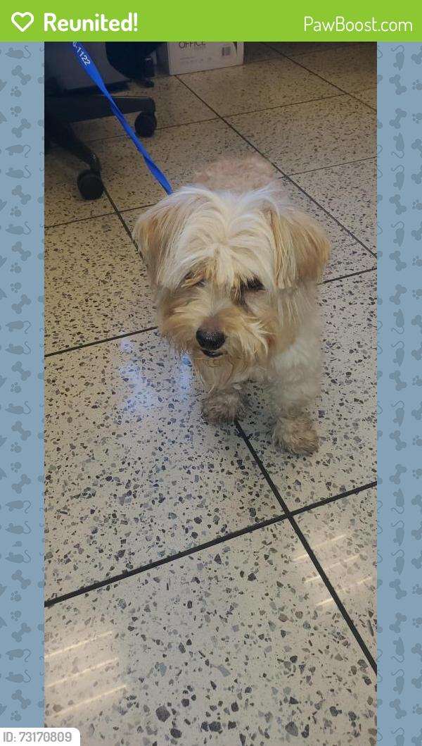 Reunited Male Dog last seen Near w automall, Tucson, AZ 85705