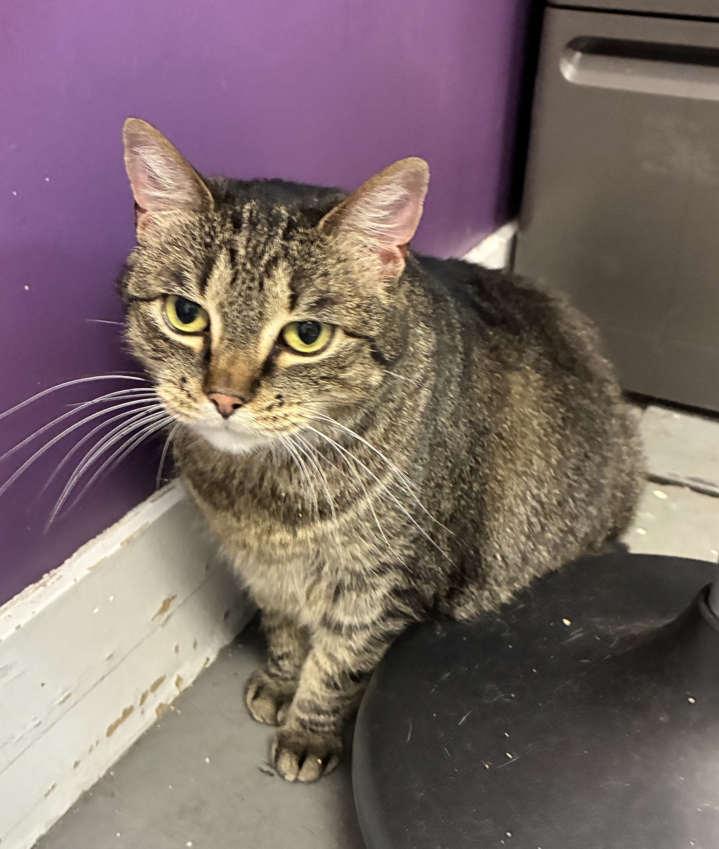Shelter Stray Female Cat last seen Near E Laney Avenue, Holladay, UT, 84117, 511 W 3900 S, Salt Lake City, UT 84123, USA