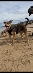 Reunited Male Dog last seen Parkwood, Middlesex County, NJ 08859