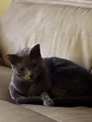 Lost Female Cat last seen Mohawk and Skyline, Cape Coral, FL 33914