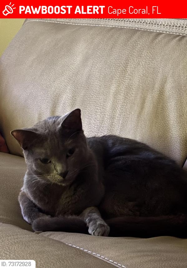 Lost Female Cat last seen Mohawk and Skyline, Cape Coral, FL 33914