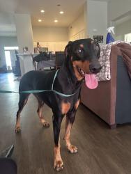 Reunited Female Dog last seen Coyote Mesa dr, palomino creek, moqui, Temescal Valley, CA 92883