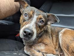 Found/Stray Female Dog last seen Central Pike, Nashville, TN 37076