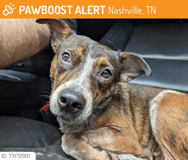 Found/Stray Female Dog last seen Central Pike, Nashville, TN 37076
