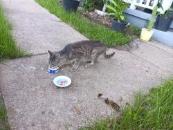 Found/Stray Female Cat last seen Garden Acres Blvd and Edgewood, Bryan, TX 77802