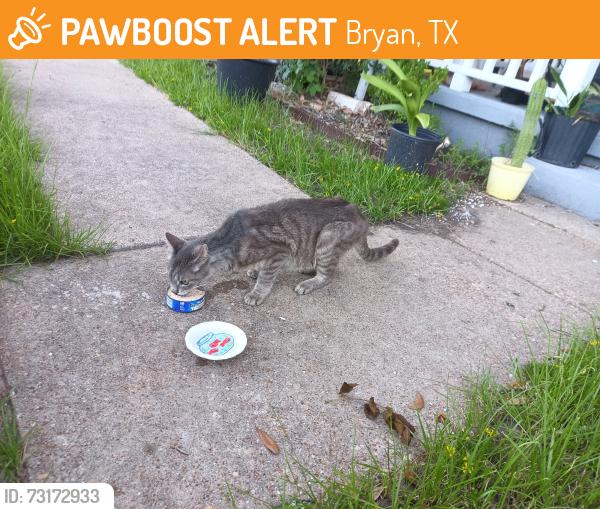 Found/Stray Female Cat last seen Garden Acres Blvd and Edgewood, Bryan, TX 77802