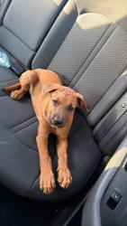 Found/Stray Male Dog last seen Near Charles Hadley, Miami, FL 33142