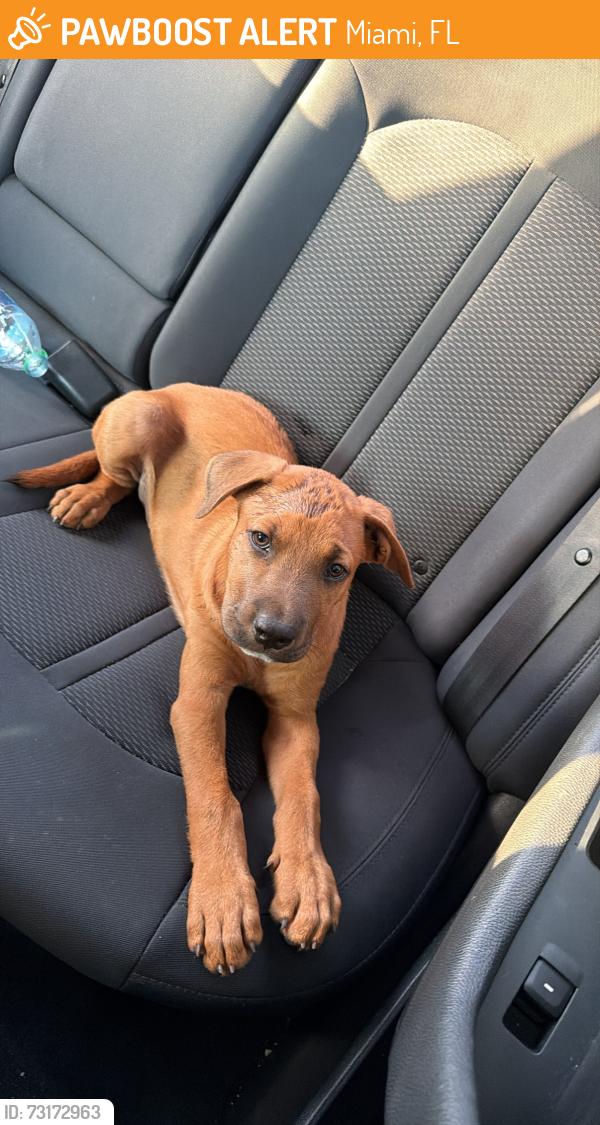 Found/Stray Male Dog last seen Near Charles Hadley, Miami, FL 33142