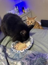 Reunited Male Cat last seen Krumkill Road, Slingerlands, NY 12159