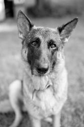 Reunited Female Dog last seen Close to Deer Park S, Dousman, WI 53118