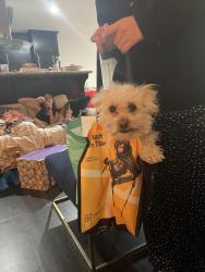 Reunited Female Dog last seen Talus slate, Chula Vista, CA 91911