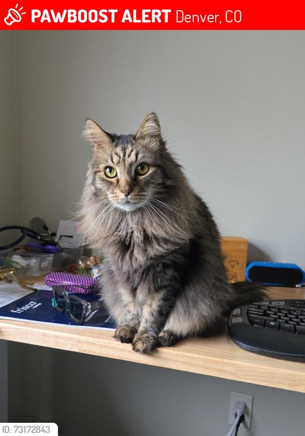 Lost Male Cat last seen Pearl St and Bayoud Ave, Denver, CO 80209