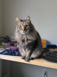Lost Male Cat last seen Pearl St and Bayoud Ave, Denver, CO 80209