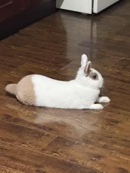 Found/Stray Unknown Rabbit last seen Entre broadway y mein, Los Angeles, CA 90037