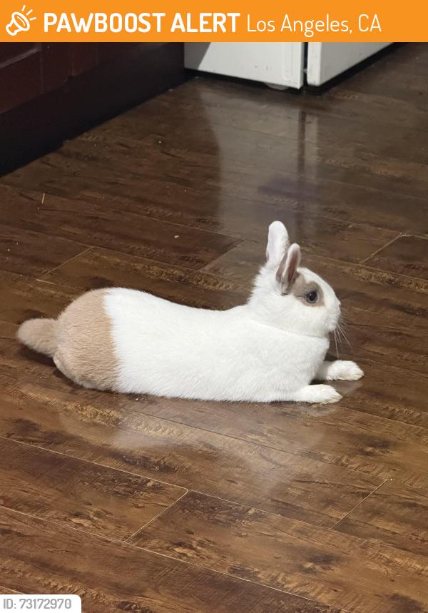 Found/Stray Unknown Rabbit last seen Entre broadway y mein, Los Angeles, CA 90037