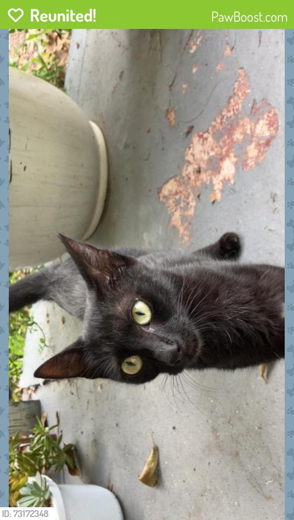 Reunited Female Cat last seen Holiday dr by 19, Holiday, FL 34691