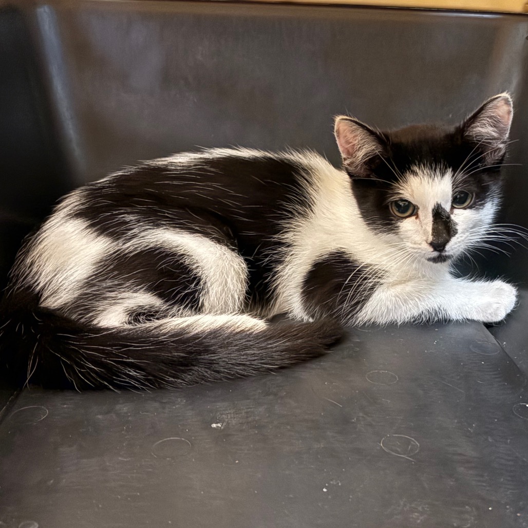 Shelter Stray Male Cat last seen , 361 S Raymond Ave, Pasadena, CA 91105, USA