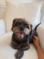 Lost Male Dog last seen Hinson & Rodney Parham, Little Rock, AR 72212