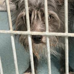 Shelter Stray Male Dog last seen , 12910 Yukon Ave, Hawthorne, CA 90250, USA