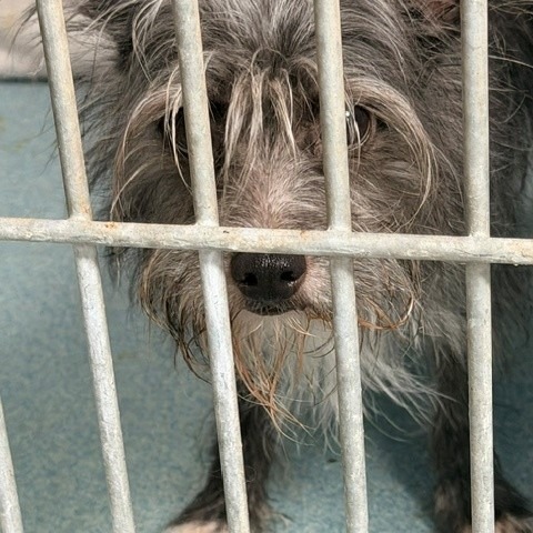 Shelter Stray Male Dog last seen , 12910 Yukon Ave, Hawthorne, CA 90250, USA