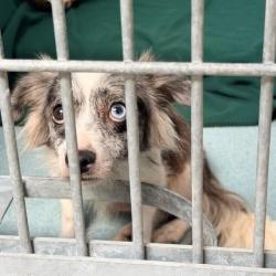 Shelter Stray Female Dog last seen , 12910 Yukon Ave, Hawthorne, CA 90250, USA
