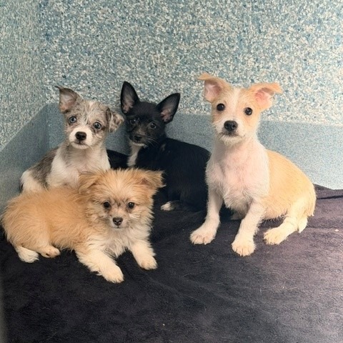 Shelter Stray Unknown Dog last seen , 12910 Yukon Ave, Hawthorne, CA 90250, USA