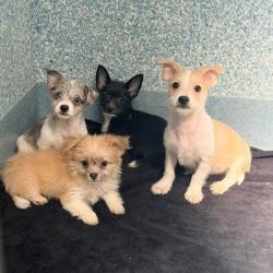 Shelter Stray Unknown Dog last seen , 12910 Yukon Ave, Hawthorne, CA 90250, USA