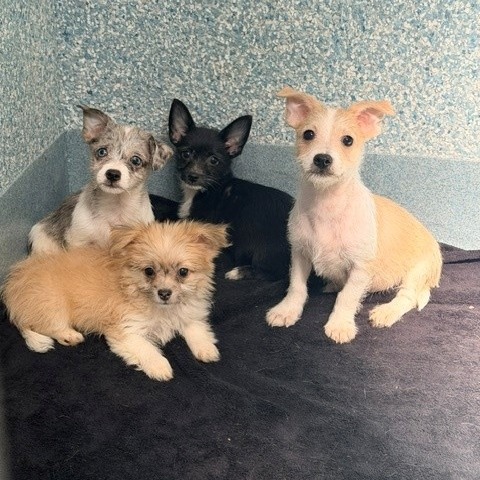 Shelter Stray Unknown Dog last seen , 12910 Yukon Ave, Hawthorne, CA 90250, USA