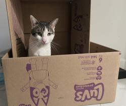 Reunited Male Cat last seen Sheridan, Paterson, NJ 07502