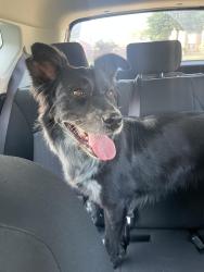 Reunited Female Dog last seen Rolater & canoe, Frisco, TX 75035