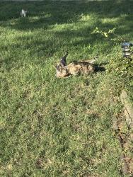 Found/Stray Female Cat last seen 60th and may, Oklahoma City, OK 73159