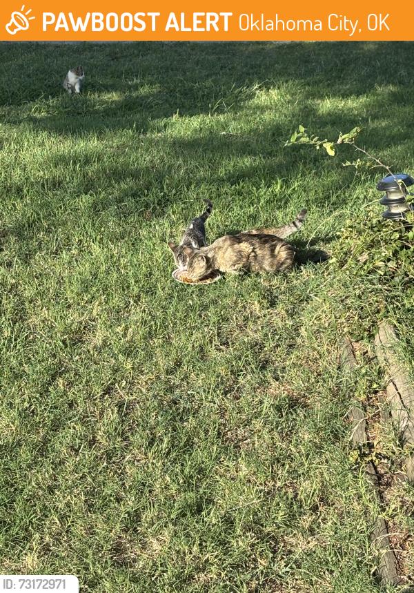 Found/Stray Female Cat last seen 60th and may, Oklahoma City, OK 73159