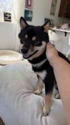 Reunited Male Dog last seen Lasalle Dr, Merced, CA 95348