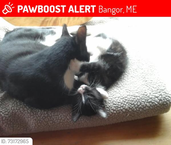 Lost Female Cat last seen 14th and 15th Sts across from Mt. Pleasant Cemetery, Bangor, ME 04401